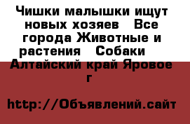   Чишки-малышки ищут новых хозяев - Все города Животные и растения » Собаки   . Алтайский край,Яровое г.